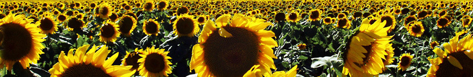 Out of the Box - Strategy, Sales and Marketing Rotating Header Image